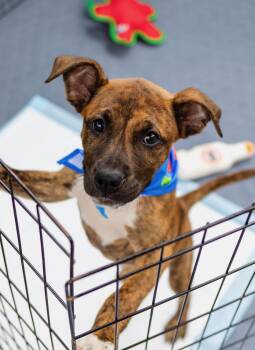 Gizmo -  Boxer Dog for Adoption in Cornelius, North Carolina - Gizmo | PetCurious