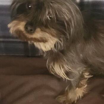 Tilly -  Yorkshire Terrier and Mixed Breed Dog for Adoption in Henderson, Nevada - Tilly | PetCurious