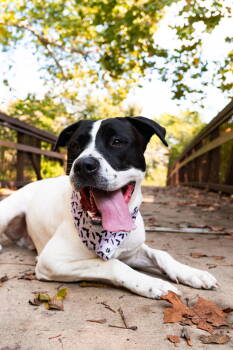 Rescue Bullmastiff Dogs for Adoption in Dallas, Texas - Milo IV (New Digs) | PetCurious