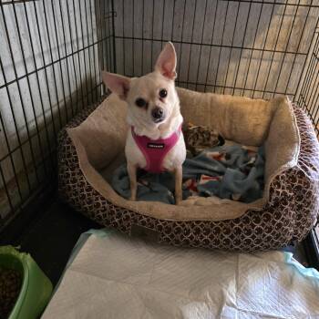 Rescue Chihuahua Dogs for Adoption in Wever, Iowa - Bitsy | PetCurious