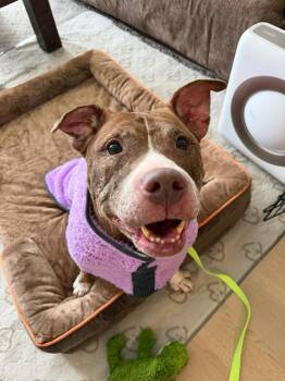 Mixed Breed Dogs Available for Adoption in New York, New York - Maggie | PetCurious