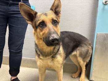 German Shepherd Dog Dogs Available for Adoption in Las Vegas, Nevada - WINGARDIUM LEVIOSA | PetCurious