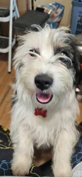 Terrier Dogs Available for Adoption in Union Grove, Wisconsin - Tyson | PetCurious