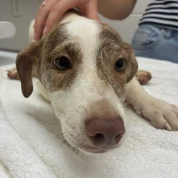Roofus -  Terrier and Mixed Breed Dog for Adoption in Corpus Christi, Texas - Roofus | PetCurious