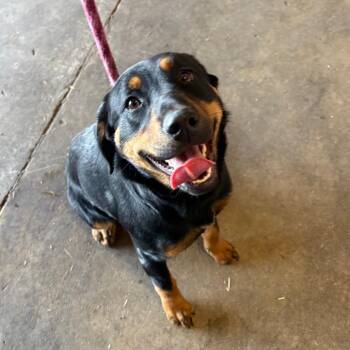 Rottweiler Dogs Available for Adoption - Raina | PetCurious