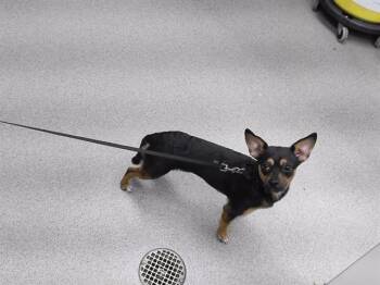 POWER -  Miniature Pinscher and Mixed Breed Dog Available for Adoption in Omaha, Nebraska - POWER | PetCurious