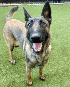 Belgian Shepherd Malinois and German Shepherd Dog Dogs Available for Adoption - Lily | PetCurious