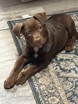 Rescue Chocolate Labrador Retriever Dogs for Adoption in Scottsburg, Indiana - Hershey | PetCurious