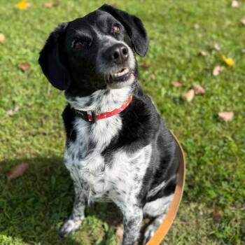 Alice -  Mixed Breed Dog for Adoption in Oshkosh, Wisconsin - Alice | PetCurious