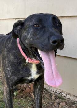 Plott Hound Dogs Available for Adoption in Boston, Massachusetts - Ripley | PetCurious