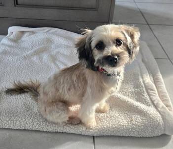 Shih Tzu and Terrier Dogs Available for Adoption in Plainfield, Illinois - Karma | PetCurious