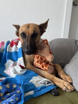 Rescue German Shepherd Dog Dogs for Adoption in San Antonio, Texas - COOKIE | PetCurious