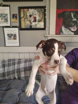 Sound pups (RIFF) -  Terrier Dog for Adoption in Fort Worth, Texas - Sound Pups (RIFF) | PetCurious