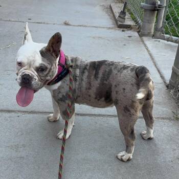 Paisley -  French Bulldog Dog Available for Adoption in Turlock, California - Paisley | PetCurious