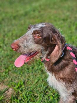Jade -  German Wirehaired Pointer Dog for Adoption in Russiaville, Indiana - Jade | PetCurious