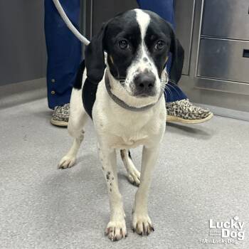 Rescue Beagle Dogs for Adoption in Washington, District Of Columbia - Sanderson | PetCurious