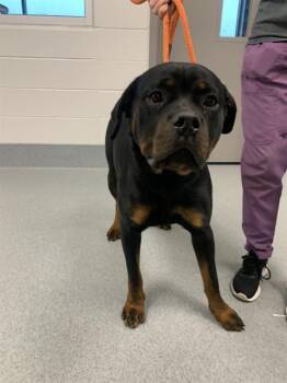 Rottweiler Dogs Available for Adoption in Indianapolis, Indiana - MOLLY | PetCurious