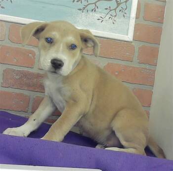 CORBIN -  Labrador Retriever and Mixed Breed Dog for Adoption in Houston, Texas - CORBIN | PetCurious