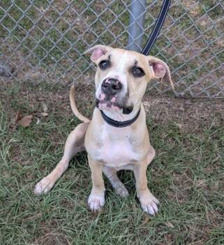 Bambi -  Mixed Breed Dog for Adoption in Marion, Mississippi - Bambi | PetCurious