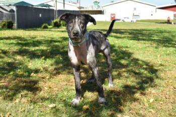 Sonic -  Mixed Breed Dog for Adoption in Kansas City, Missouri - Sonic | PetCurious