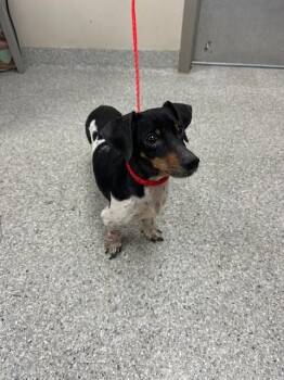 Dachshund and Mixed Breed Dogs Available for Adoption in Pasadena, Texas - MOOSE | PetCurious