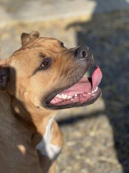 Mixed Breed Dogs Available for Adoption in Elmira, New York - Molly | PetCurious