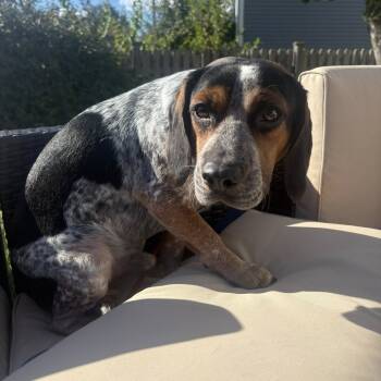 Rescue Beagle Dogs for Adoption in Northbrook, Illinois - Buzz Ball | PetCurious