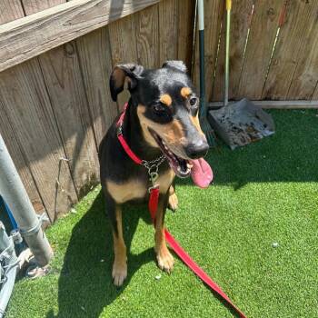 Doberman Pinscher and Mixed Breed Dogs Available for Adoption in Savannah, Georgia - Karen Taylor | PetCurious