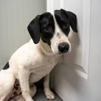 Sweetie -  Collie and Mixed Breed Dog for Adoption in Pawling, New York - Sweetie | PetCurious