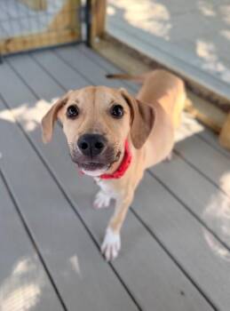 Latte Cafe -  Pit Bull Terrier and Labrador Retriever Dog for Adoption in Friendswood, Texas - Latte Cafe | PetCurious