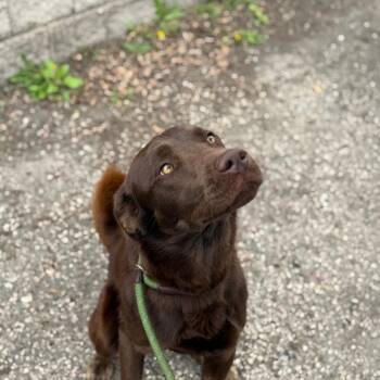 Chocolate Labrador Retriever and Husky Dogs Available for Adoption in Madison, Wisconsin - Ralph | PetCurious