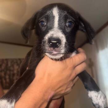 Trishie -  Boxer Dog for Adoption in West Islip, New York - Trishie | PetCurious