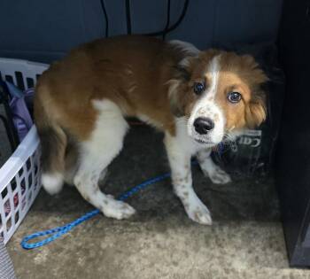 Sorgho -  Australian Shepherd and Collie Dog for Adoption in Evansville, Indiana - Sorgho | PetCurious