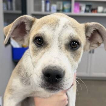 German Shepherd Dog and Husky Dogs Available for Adoption in Midland, Texas - Ginnie | PetCurious