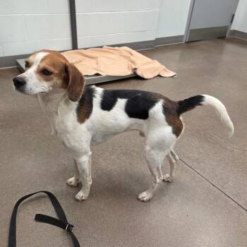 Roy -  Beagle Dog for Adoption in Chattanooga, Tennessee - Roy | PetCurious