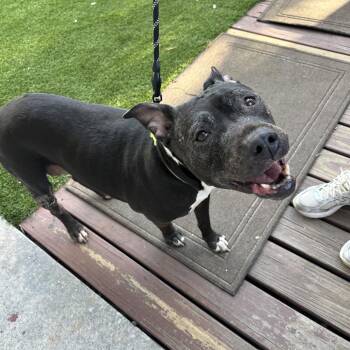 Big Mama -  Staffordshire Bull Terrier Dog for Adoption in Tampa, Florida - Big Mama | PetCurious