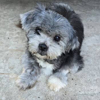 Rescue Maltese Dogs for Adoption in Houston, Texas - Tito Alejandro | PetCurious