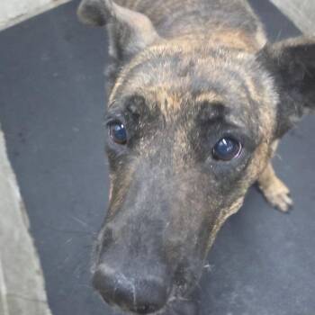 Brenda -  Dutch Shepherd and Pit Bull Terrier Dog for Adoption in Madisonville, Kentucky - Brenda | PetCurious
