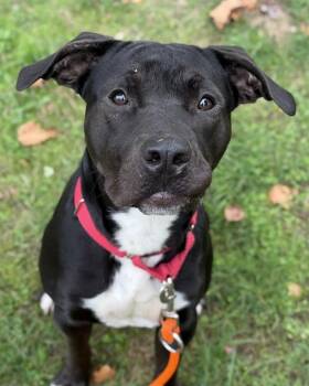 Rescue Pit Bull Terrier and Mixed Breed Dogs for Adoption in Kent, Washington - SHMEE | PetCurious