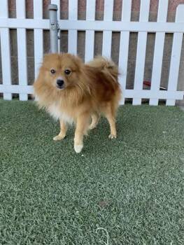 Rescue Pomeranian Dogs for Adoption in Modesto, California - A604111 | PetCurious