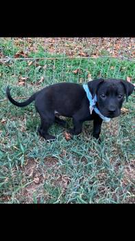 Emmett -M - Lab mix, Solid black, 8 weeks -  Black Labrador Retriever Dog for Adoption in Muldrow, Oklahoma - Emmett -M - Lab Mix, Solid Black, 8 Weeks | PetCurious