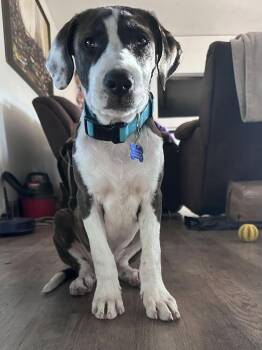 Sawyer -  Pit Bull Terrier Dog for Adoption in Colorado Springs, Colorado - Sawyer | PetCurious