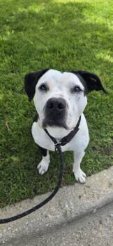 Rescue Pit Bull Terrier Dogs for Adoption in Mokena, Illinois - Xena | PetCurious
