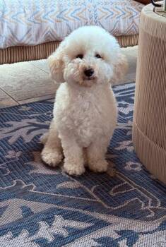 Poodle Dogs Available for Adoption - Como | PetCurious