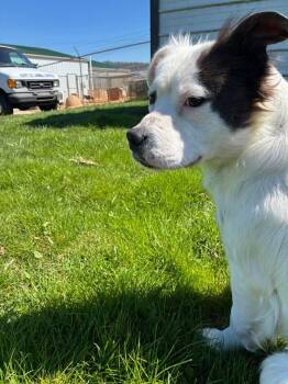 Mixed Breed Dogs Available for Adoption - Falkor | PetCurious