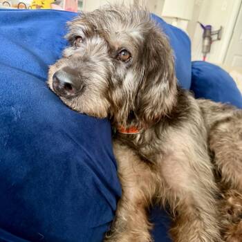 Bandit Thelonious (Benefactor Dog) -  Poodle and Labrador Retriever Dog for Adoption in New Orleans, Louisiana - Bandit Thelonious (Benefactor Dog) | PetCurious