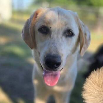 Toffee $450 -  Great Pyrenees Dog for Adoption in Milwaukee, Wisconsin - Toffee $450 | PetCurious