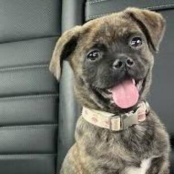 Mixed Breed Dogs Available for Adoption in Jeffersonville, Indiana - Pipa | PetCurious