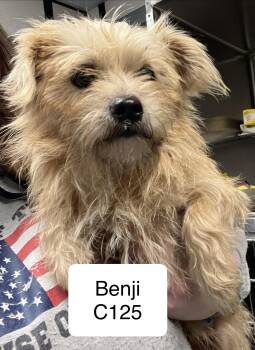 Benji -  Wirehaired Terrier Dog for Adoption in Morganton, North Carolina - Benji | PetCurious