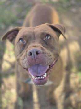 Rescue Pit Bull Terrier Dogs for Adoption in Dover, Arkansas - Syrup | PetCurious